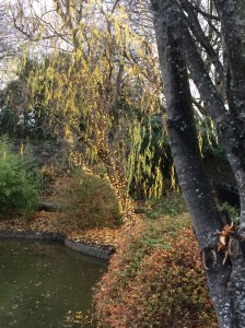 Blessington Street Basin winter lights